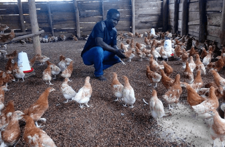 Fr. Deus and his chicken farm